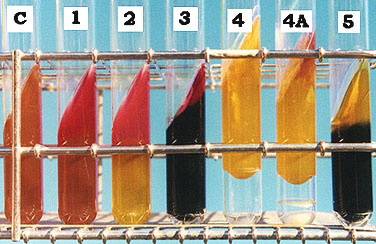 Triple Sugar Iron Agar 实验结果
